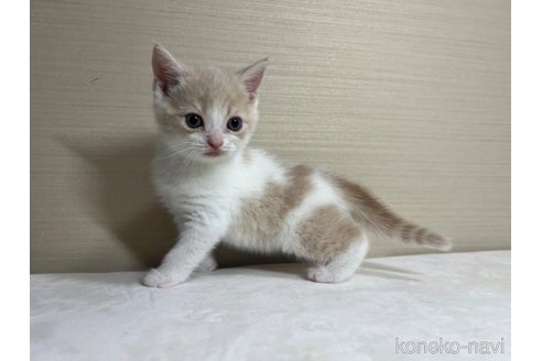 成約済の茨城県のスコティッシュフォールド-84716の2枚目